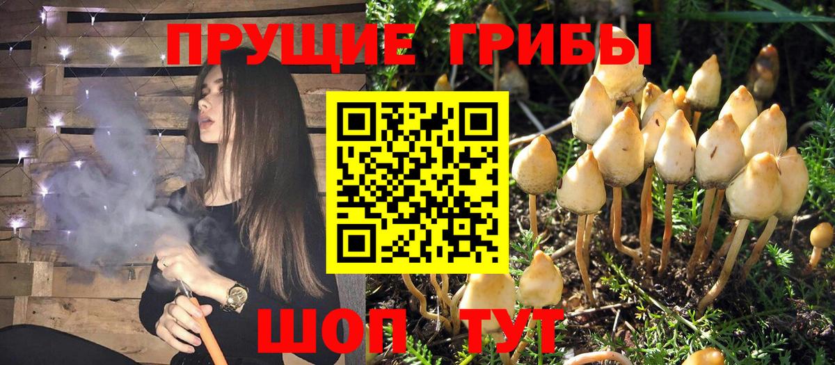 Псилоцибиновые грибы Psilocybe  Псилоцибиновые грибы MAGIC MUSHROOMS  Павловский Посад  Вход с VPN 